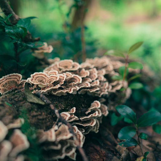 Turkey Tail Mushroom