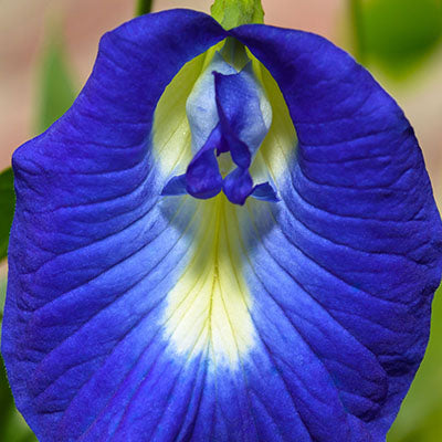 The Magic of Blue Butterfly Pea Flower