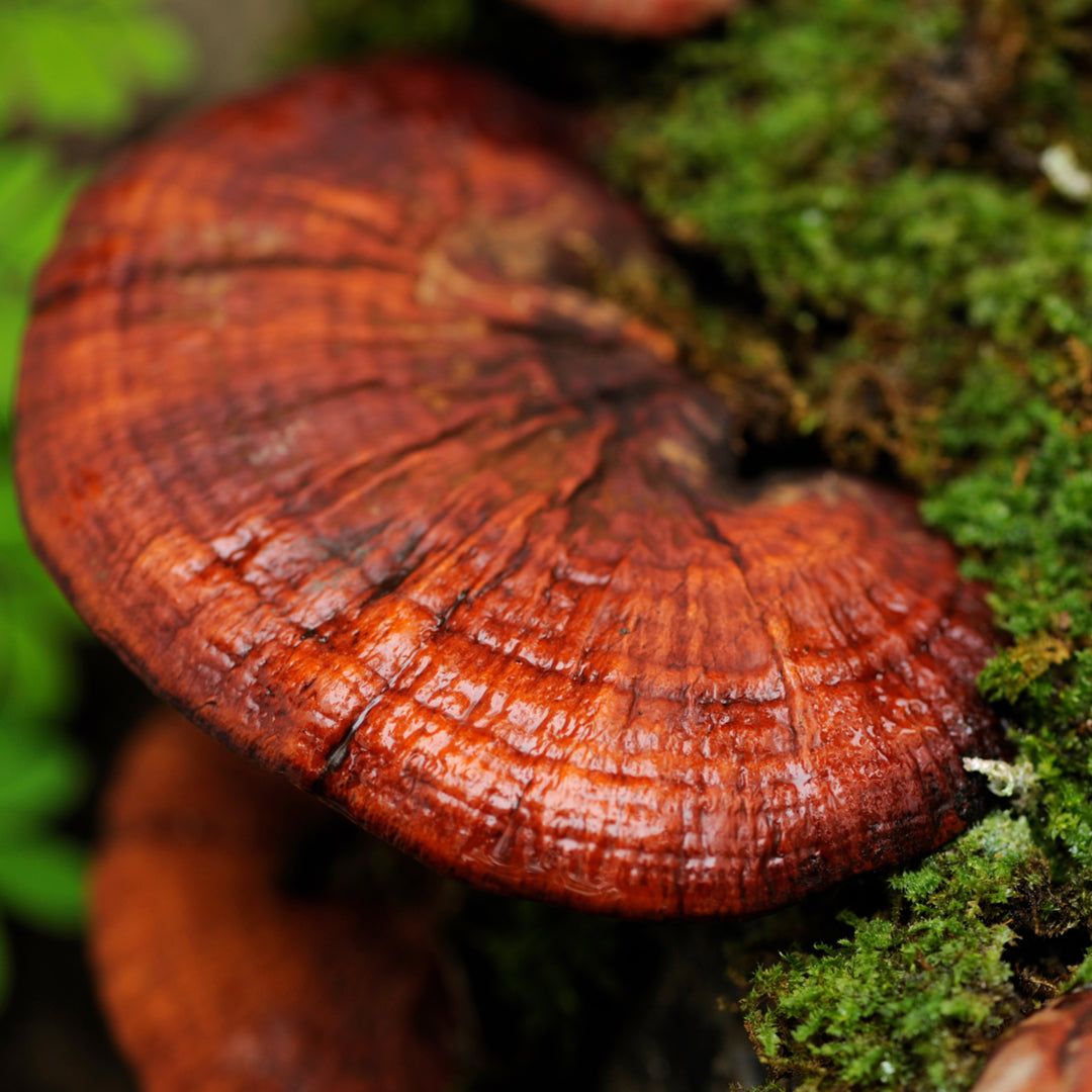 Reishi Mushroom - The Herb of Immortality & Spiritual Potency