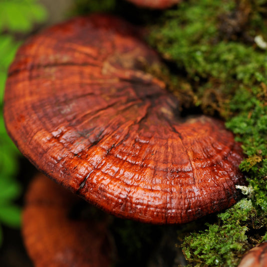 Reishi Mushroom - The Herb of Immortality & Spiritual Potency
