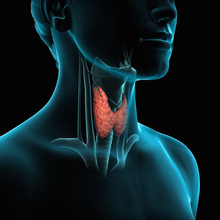 The Essential Thyroid Guide