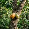 Three cacao pods, two yellow and one green, growing on a cacao tree trunk in a lush tropical forest.