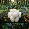 Lion's Mane Mushroom