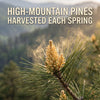Pine pollen cones releasing golden pollen on a high-mountain pine branch in spring