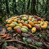 A pile of colorful cacao pods in green, yellow, orange, and red scattered on a forest floor covered in leaves and branches.