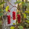 Wild schizandra berries hanging from a vine on a birch tree