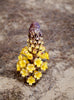Cistanche