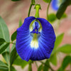 Butterfly pea flower blooming on the vine