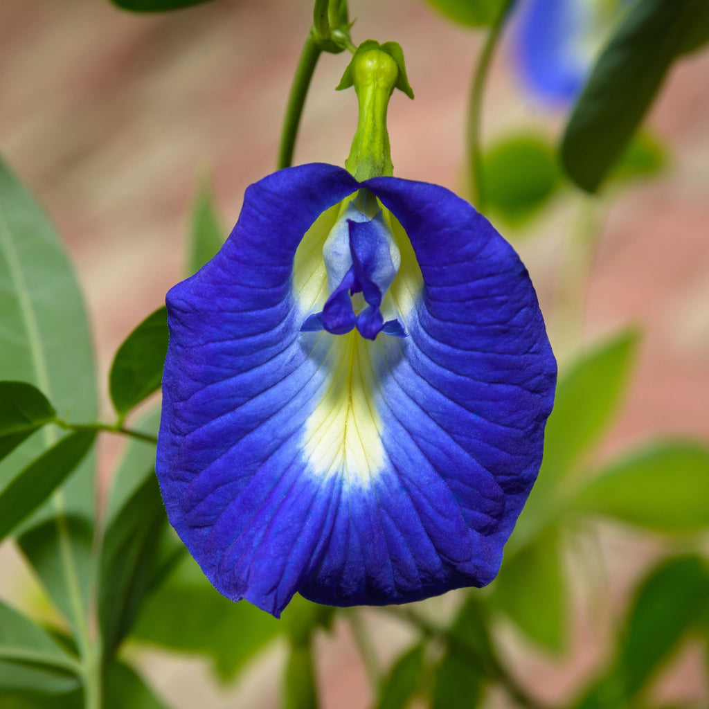 Butterfly pea flower blooming on the vine