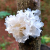 Tremella mushroom growing on a tree trunk
