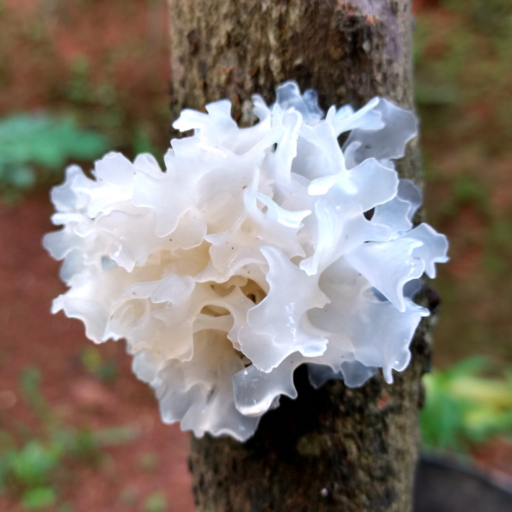 Tremella mushroom growing on a tree trunk
